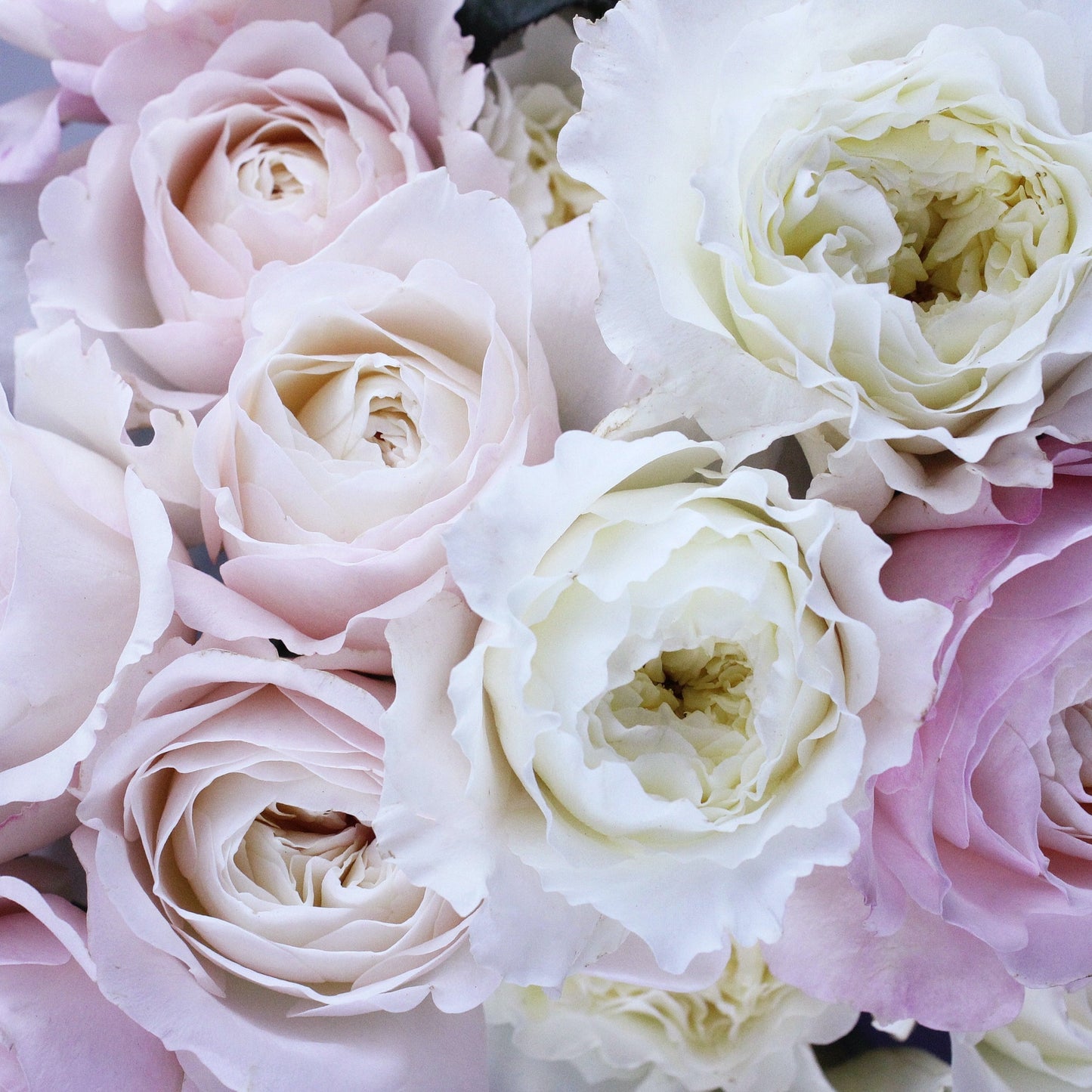 This designer's choice, is a floral surprise, completely put together by El-Khair florist. 20+ years of experience creating a beautiful arrangement just for you. The box, bunch, bouquet & Arrangement are all at a discounted rate. Please note: The style of these florals are completely up to El-Khair florist. The images are just ideas, and you may/may not receive what is in the image.